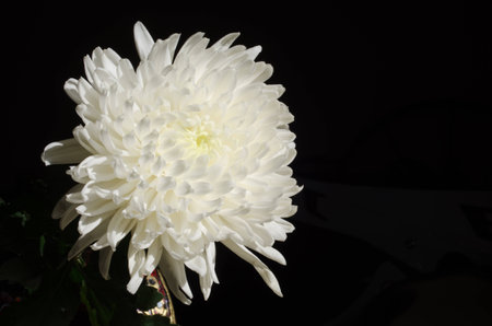 The white flower is a so beautifulの写真素材