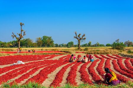 Red Pepper - Chillies Fieldのeditorial素材