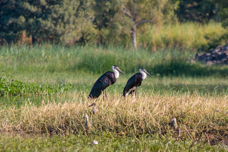 Woolly Neck Stork Couple at at Ujani Dam Backwaters near Bhigwan in Maharashtra, India.の写真素材