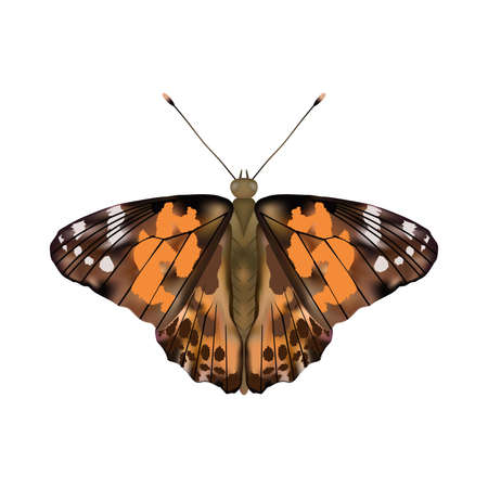 Butterfly Painted lady or Vanessa Cardui isolated on white background.Vector illustration.のイラスト素材