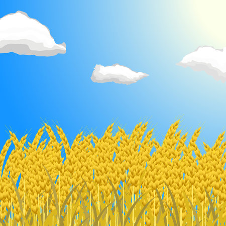 A field with ripe ears of wheat against a blue sky with clouds.のイラスト素材