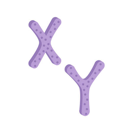 X and Y chromosome isolated on white background. Isometric and 3D view.