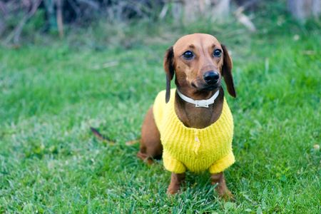 beautiful dwarfish dachshund in yellow jacket sitting on grassの写真素材