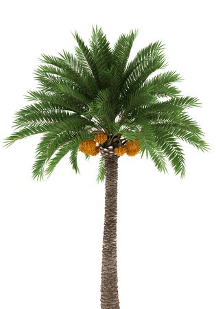 Palm treeの写真素材