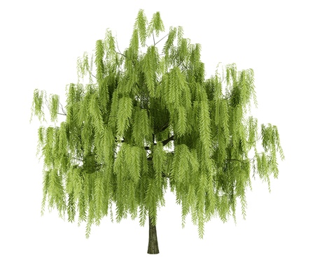 willow tree isolated on white backgroundの写真素材