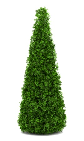 eastern arborvitae bush isolated on white backgroundの写真素材