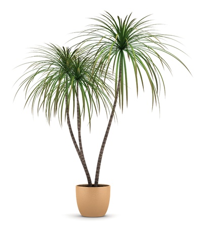 dracaena plant in pot isolated on white backgroundの写真素材