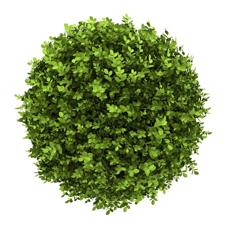 top view of dwarf english boxwood isolated on white backgroundの写真素材