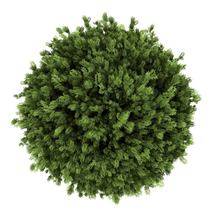 top view of elderberry bush isolated on white backgroundの写真素材
