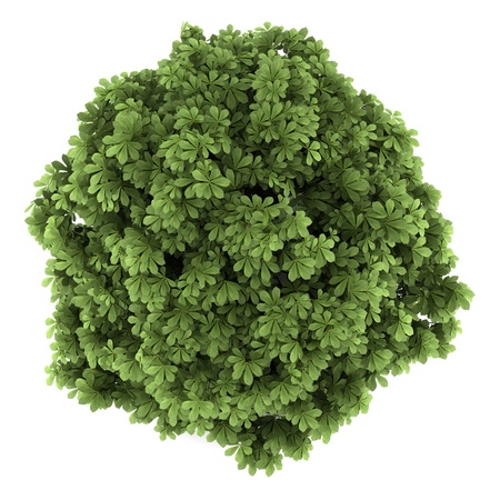 top view of bottlebrush buckeye bush isolated on white backgroundの写真素材