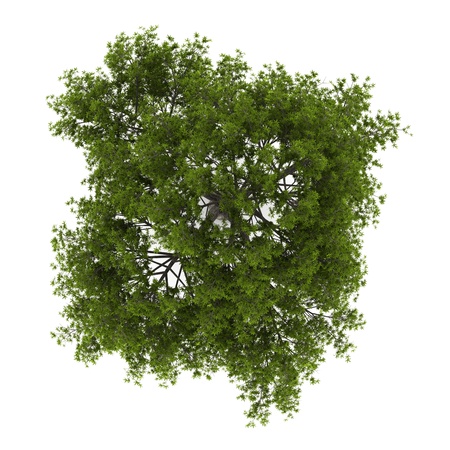 top view of crack willow tree isolated on white background top view of crack willow tree isolated on white background