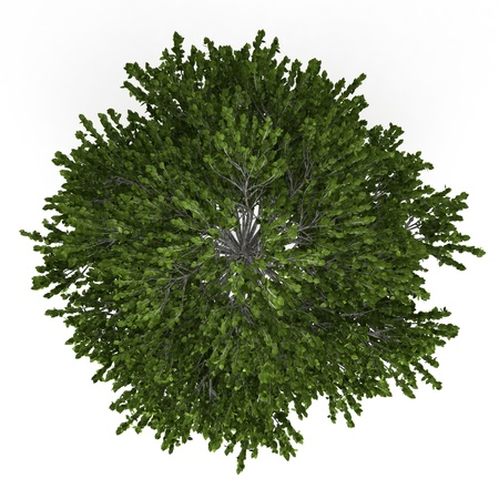 top view of european white birch tree isolated on white backgroundの写真素材