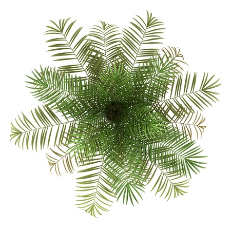 top view of sugar palm tree isolated on white backgroundの写真素材