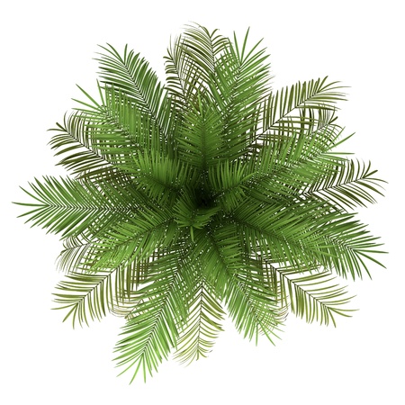 top view of date palm tree isolated on white background top view of date palm tree isolated on white background