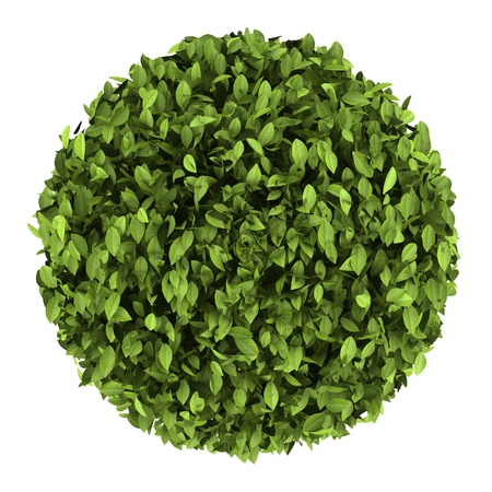 top view of decorative round plant isolated on white backgroundの写真素材