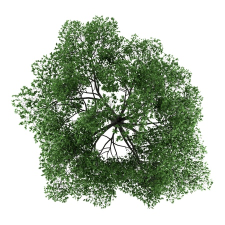 top view of pedunculate oak tree isolated on white background top view of pedunculate oak tree isolated on white background