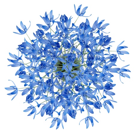 top view of blue flowers in vase isolated on white background