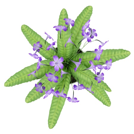 top view of purple streptocarpus flowers in pot isolated on white backgroundの写真素材