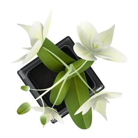 top view of orchid flower in pot isolated on white backgroundの写真素材