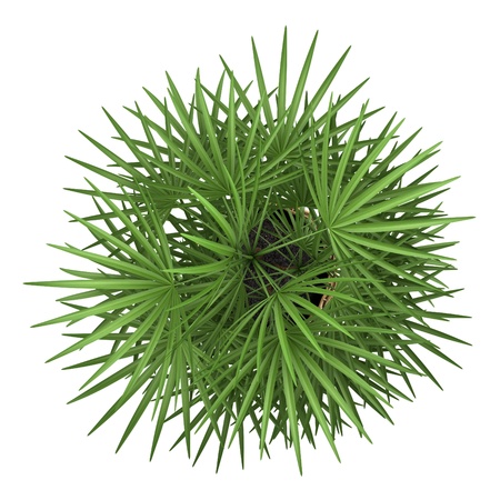 top view of palm tree in pot isolated on white backgroundの写真素材