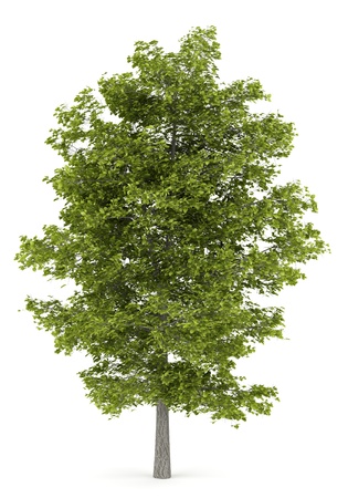 common lime tree isolated on white backgroundの写真素材