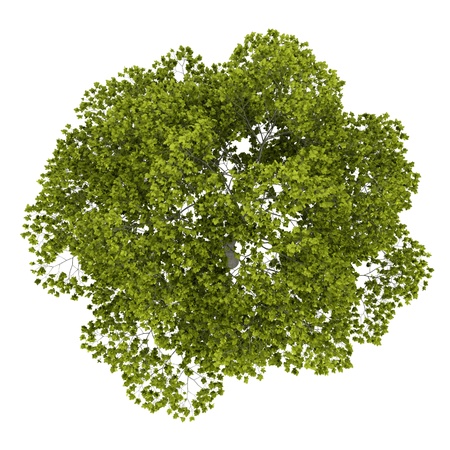 top view of american beech tree isolated on white background top view of american beech tree isolated on white background