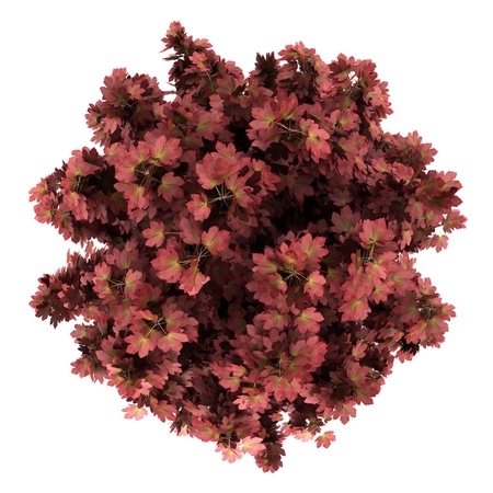 top view of red maple tree isolated on white backgroundの写真素材