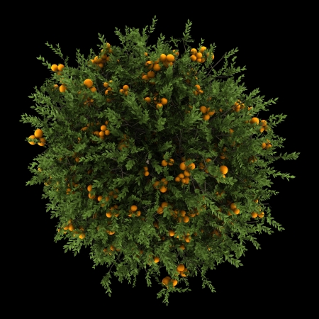 top view of orange tree isolated on black backgroundの写真素材