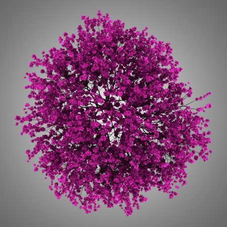 top view of judas tree isolated on gray backgroundの写真素材