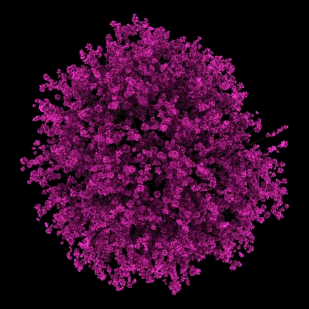 top view of judas tree isolated on black backgroundの写真素材