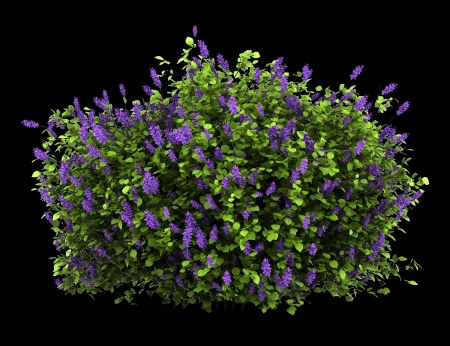 lilac flowers bush isolated on black backgroundの写真素材