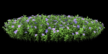 dwarf periwinkle flowers isolated on black backgroundの写真素材