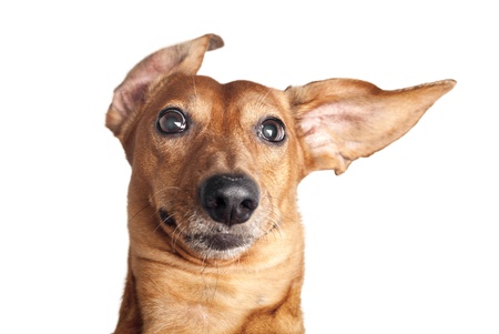 crazy portrait of brown dachshund dog isolated on white background