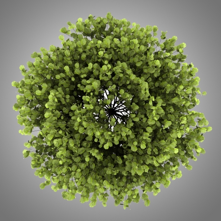 top view of common hazel bush isolated on gray backgroundの写真素材