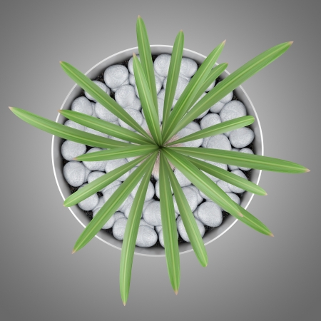 top view of cactus plant in pot isolated on gray backgroundの写真素材