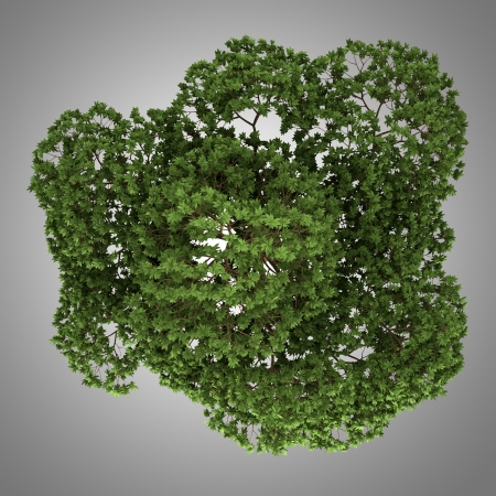 top view of australian Boab tree isolated on gray backgroundの写真素材