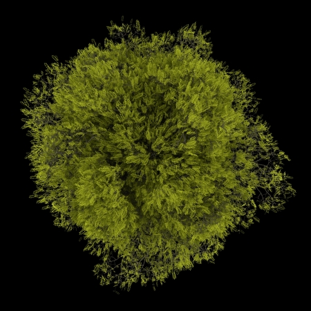 top view of honey locust tree isolated on black backgroundの写真素材