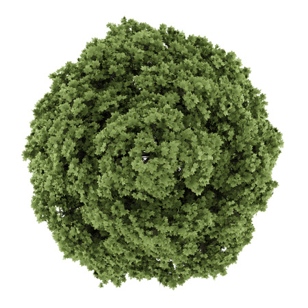 top view of common maple tree isolated on white backgroundの写真素材