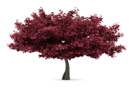 red maple tree isolated on white backgroundの写真素材