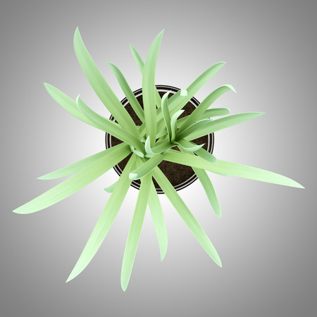 top view of houseplant in glass pot isolated on gray backgroundの写真素材