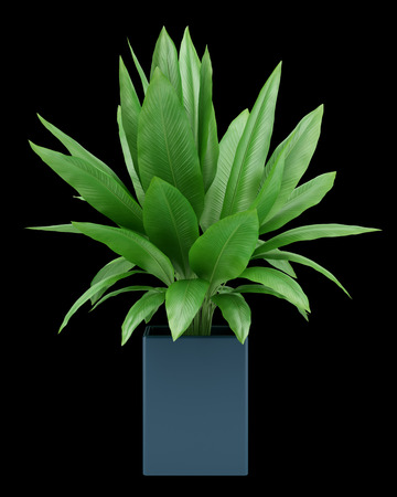 houseplant in pot isolated on black backgroundの写真素材