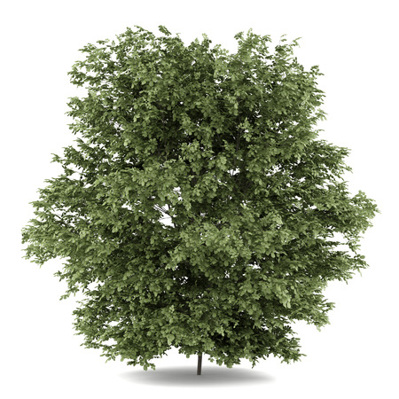 common hazel tree isolated on white backgroundの写真素材