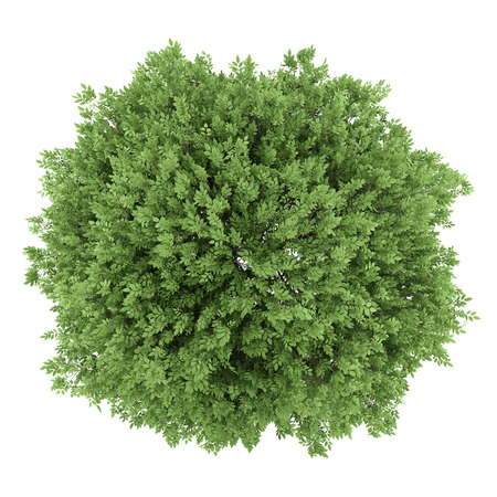 top view of common walnut tree isolated on white backgroundの写真素材