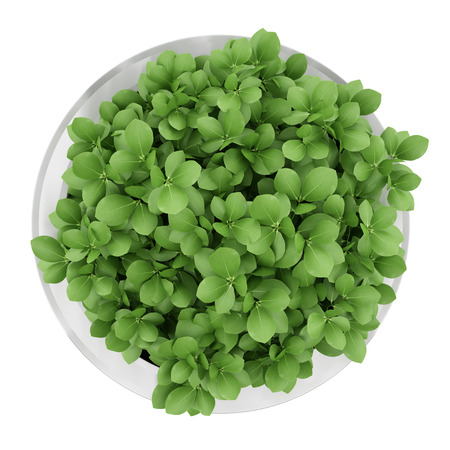top view of houseplant in metallic pot isolated on white backgroundの写真素材