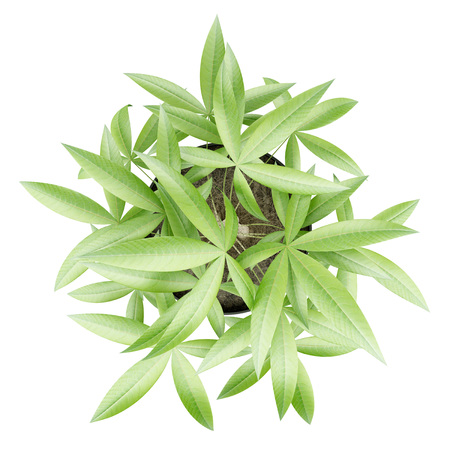 top view of potted money tree isolated on white backgroundの写真素材