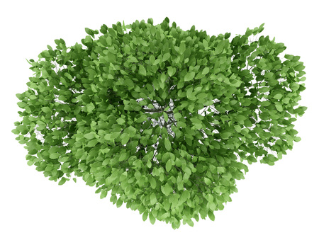 top view of potted tree isolated on white backgroundの写真素材