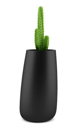 cactus in pot isolated on white backgroundの写真素材