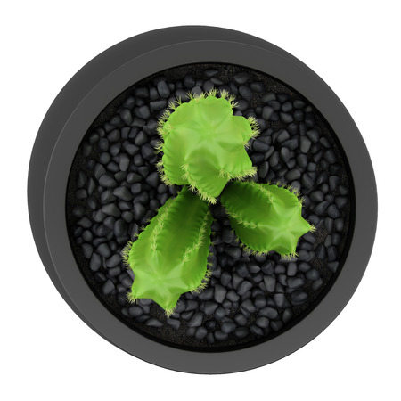 top view of cactus in pot isolated on white backgroundの写真素材
