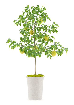 potted lemon tree isolated on white backgroundの写真素材