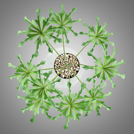 top view of houseplant in concrete pot isolated on gray backgroundの写真素材